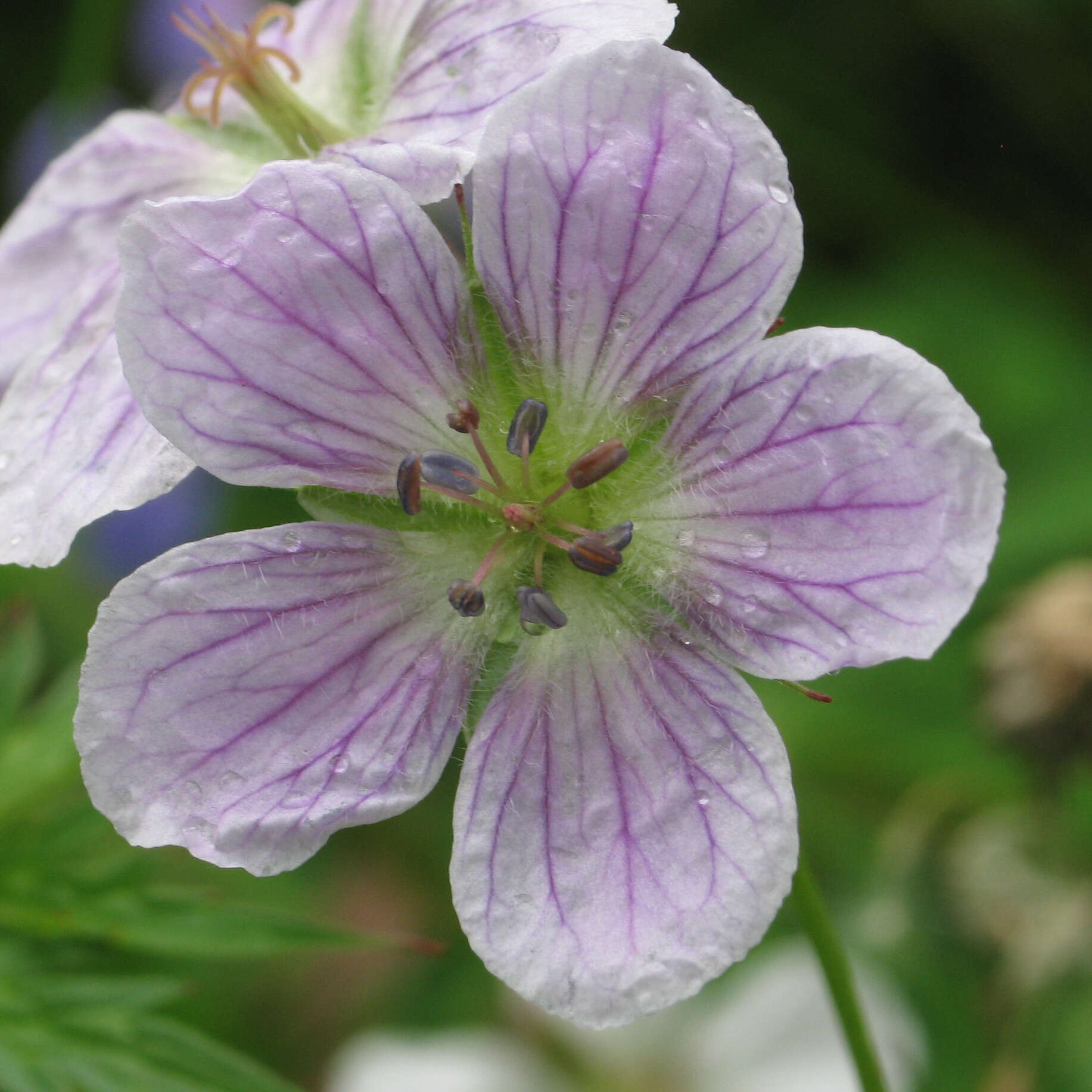 Image of Richardson's geranium