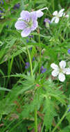 Image of Richardson's geranium