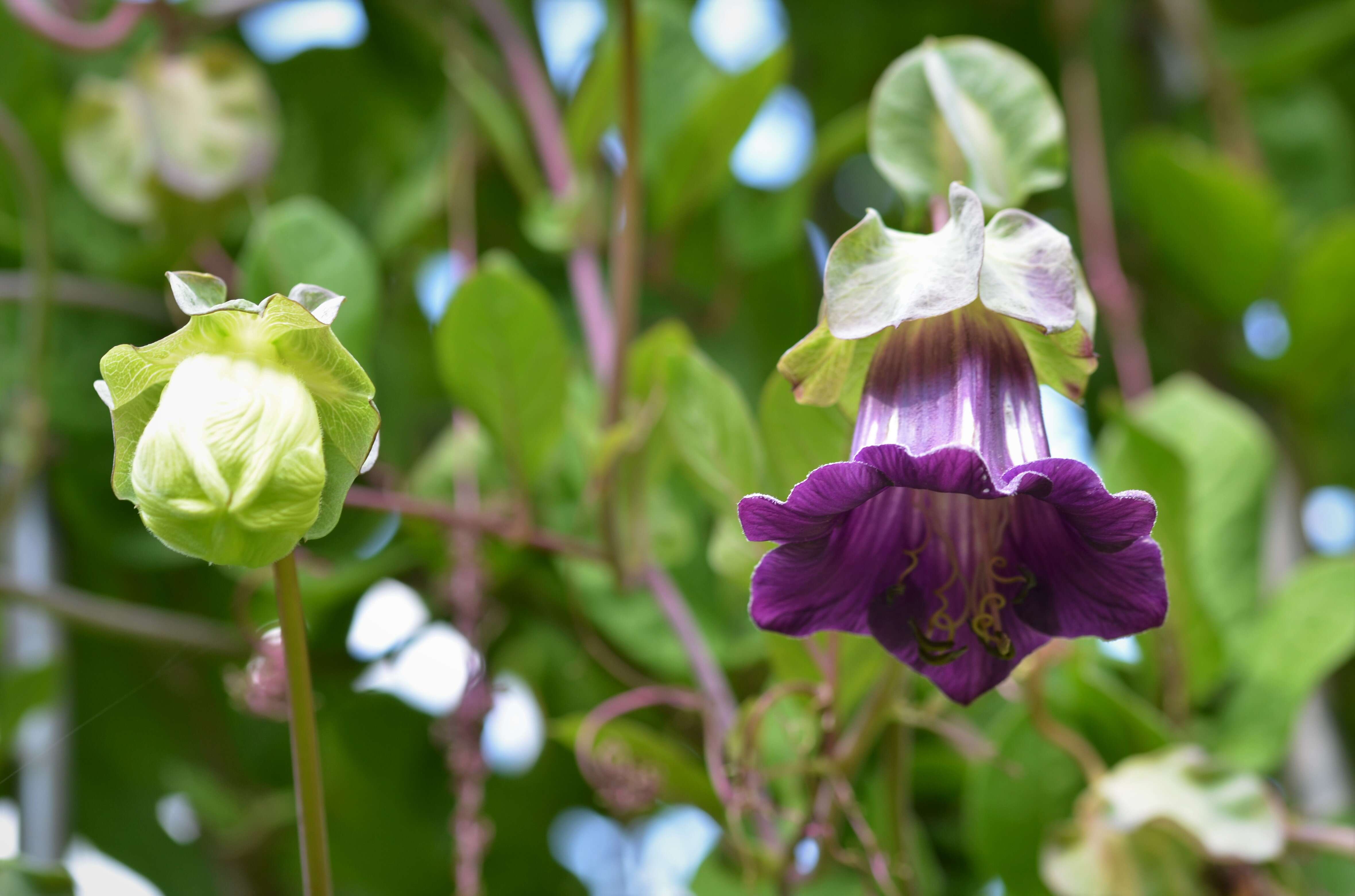 Imagem de Cobaea scandens Cav.