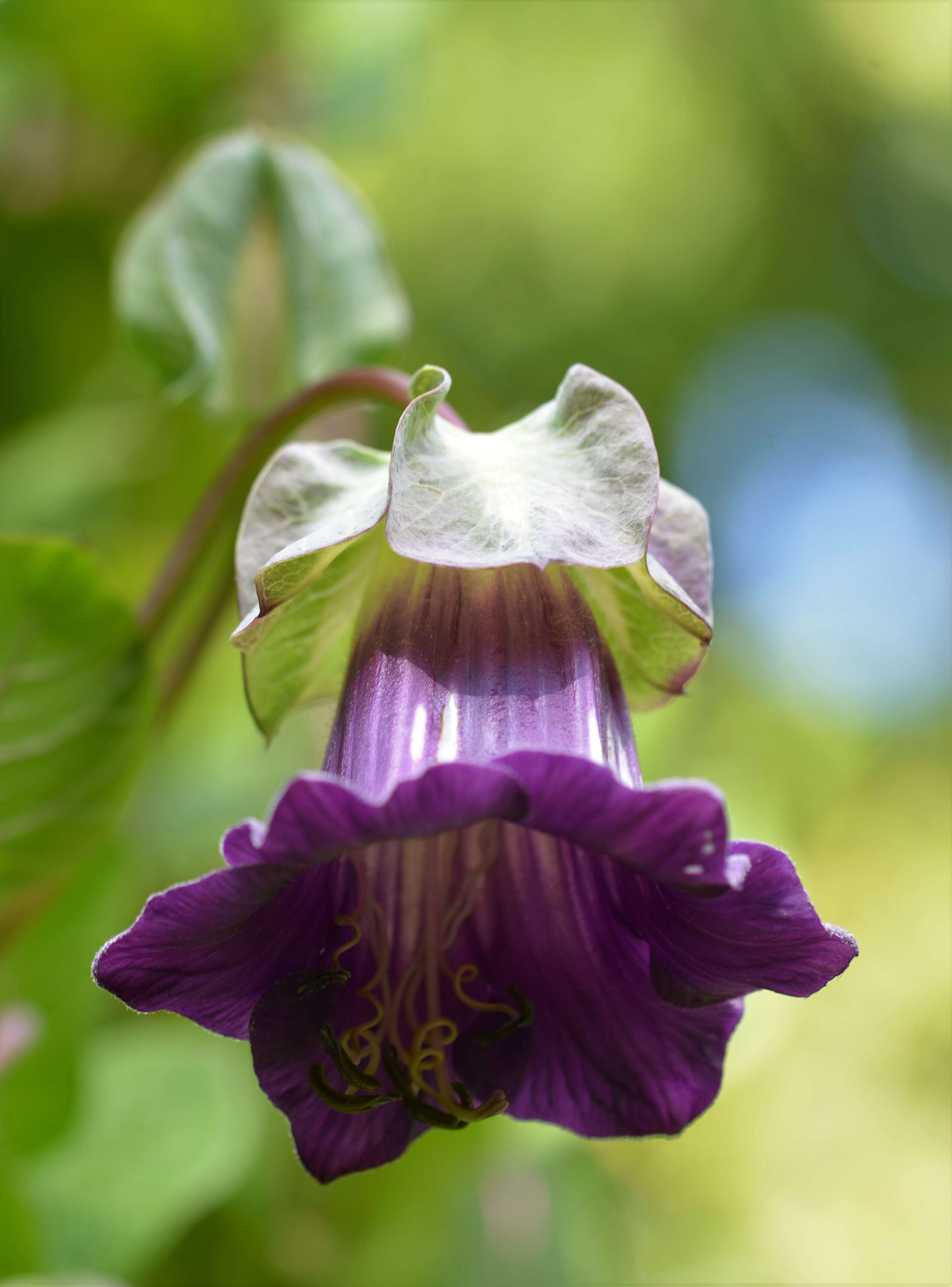 Imagem de Cobaea scandens Cav.