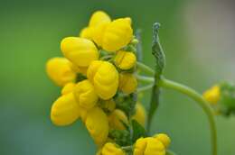 Image of Calceolaria integrifolia Murr.