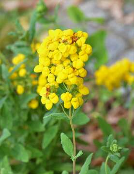 Image of Calceolaria integrifolia Murr.