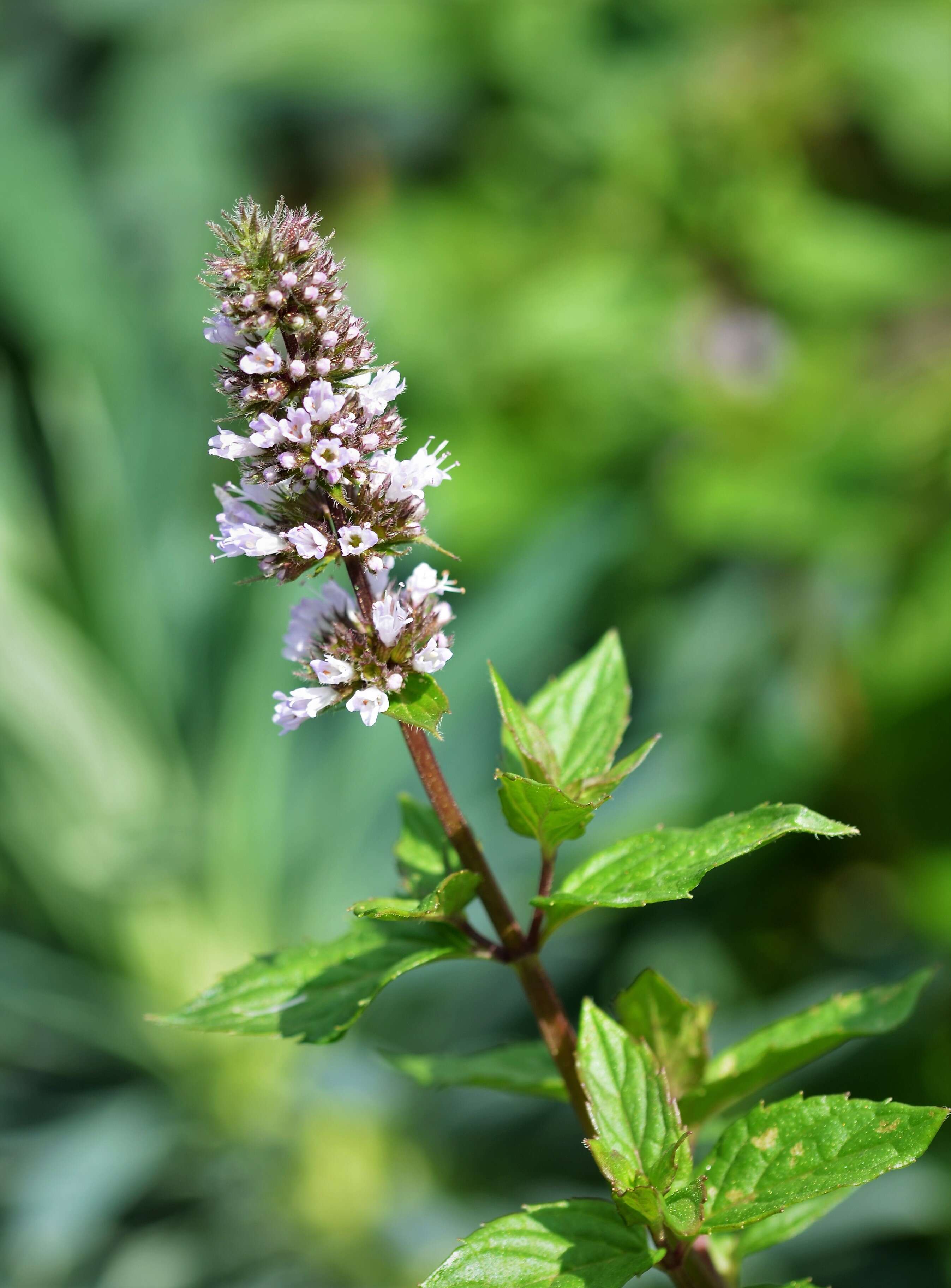 Image of Apple Mint