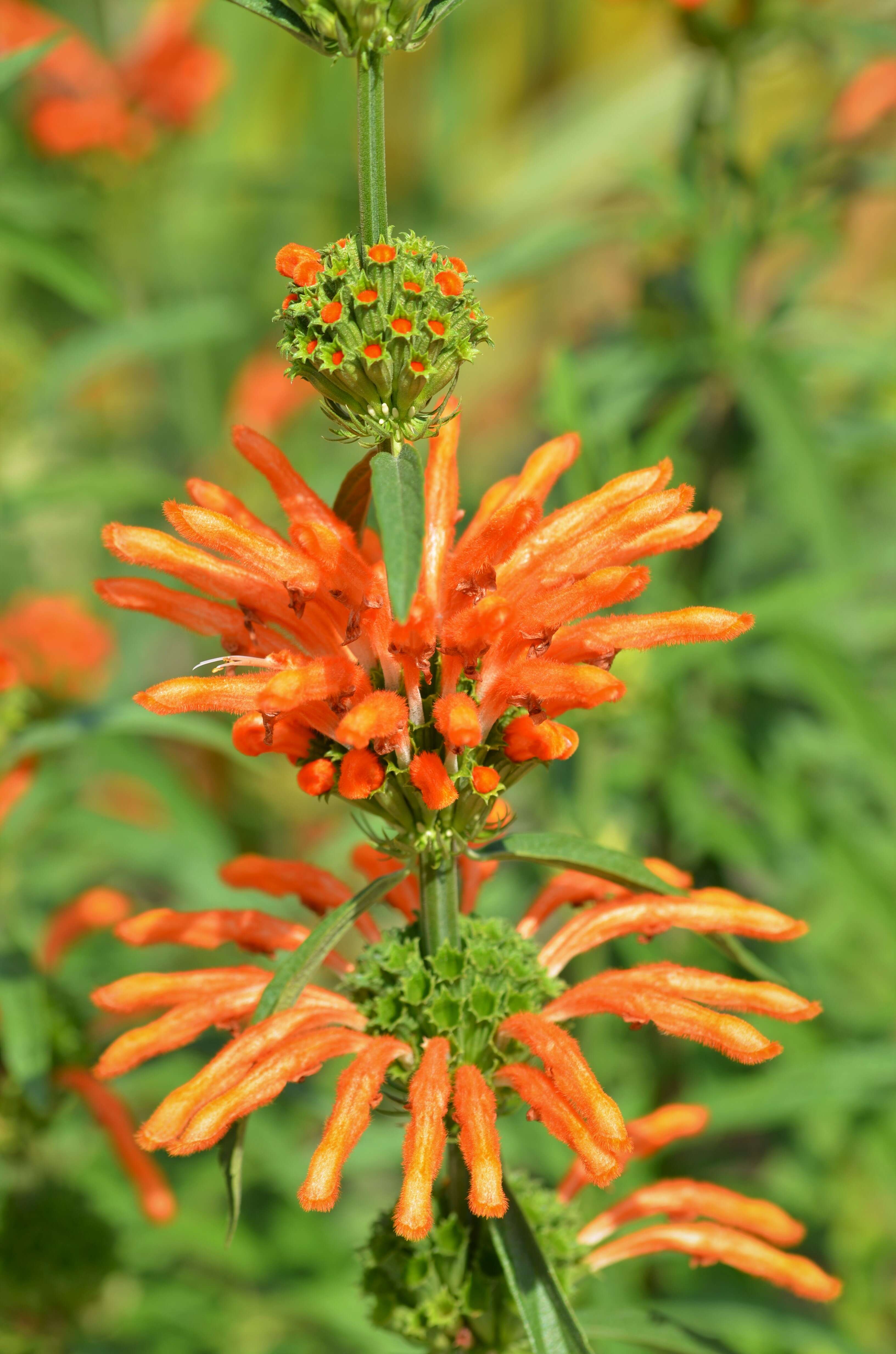 Image of lion's ear