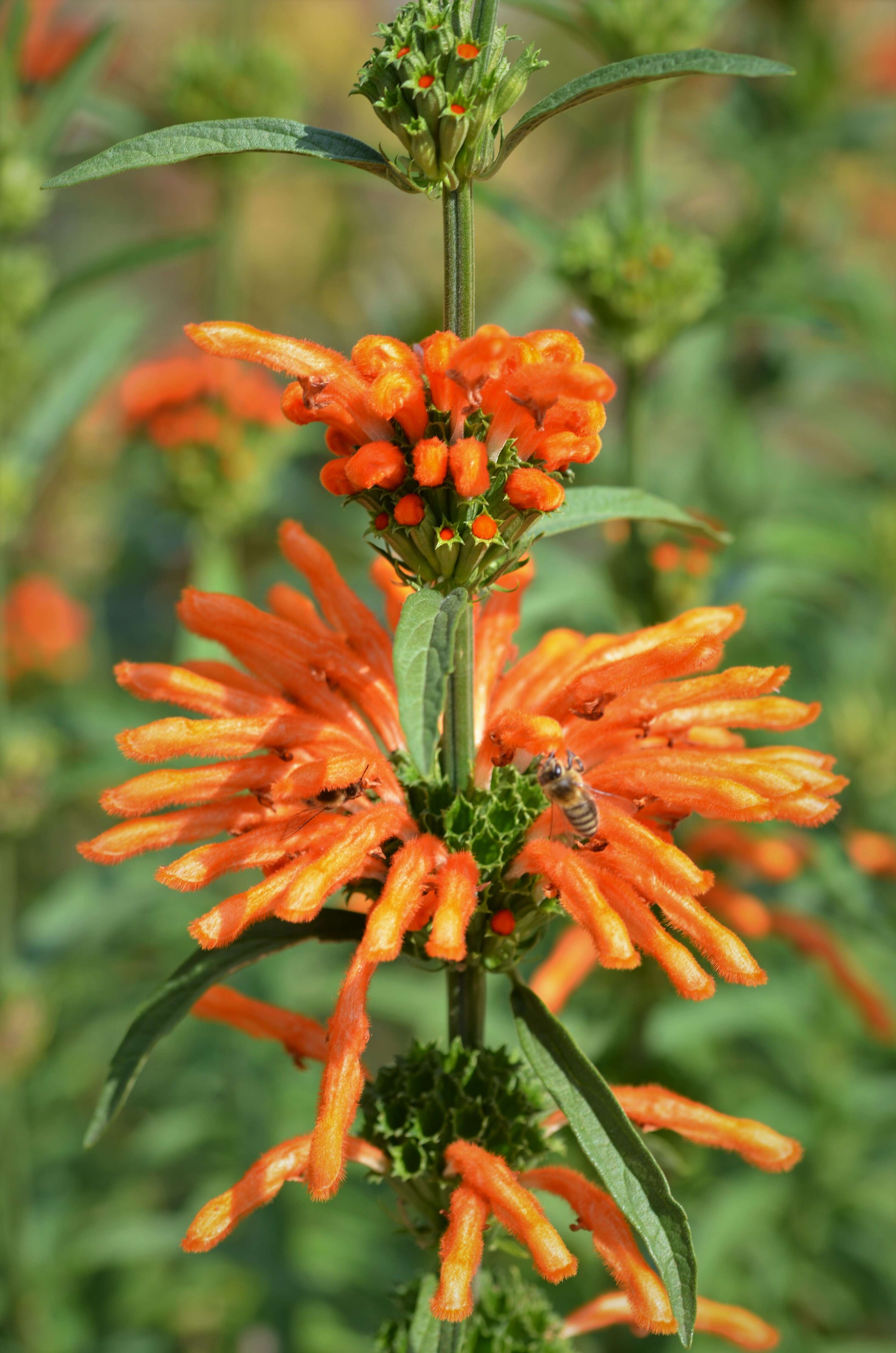 Image of lion's ear