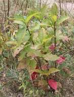 Image of Bird Cherry