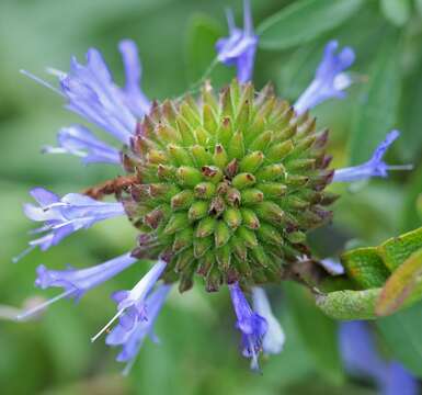 Salvia clevelandii (A. Gray) Greene resmi