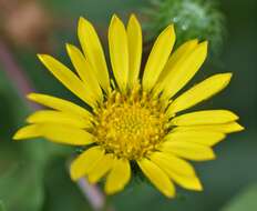 Image of mountain arnica