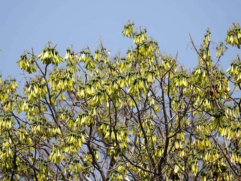 Image of Gyrocarpus americanus Jacq.