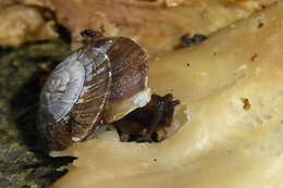 Image of Lapidary Snail