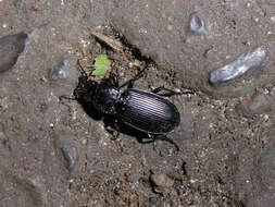 Image of Carabidae