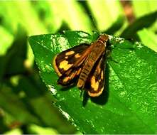 Image of Taractrocera luzonensis