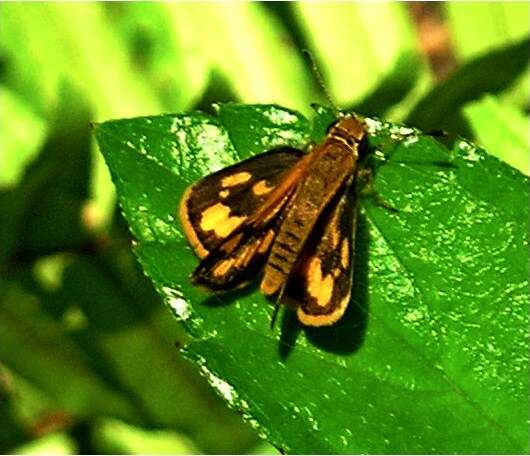 Image of Taractrocera luzonensis