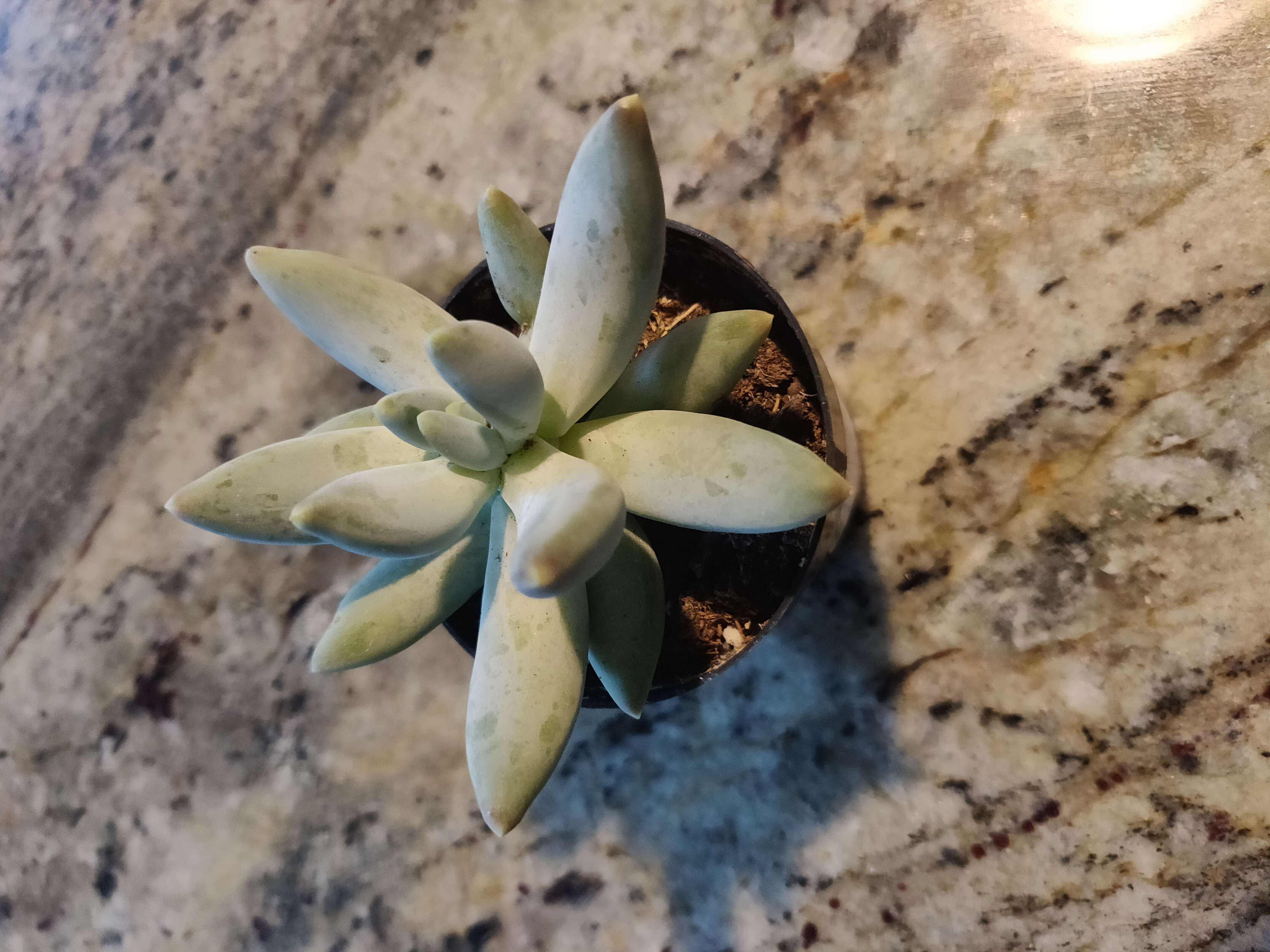 Image of Bracteated Pachyphytum