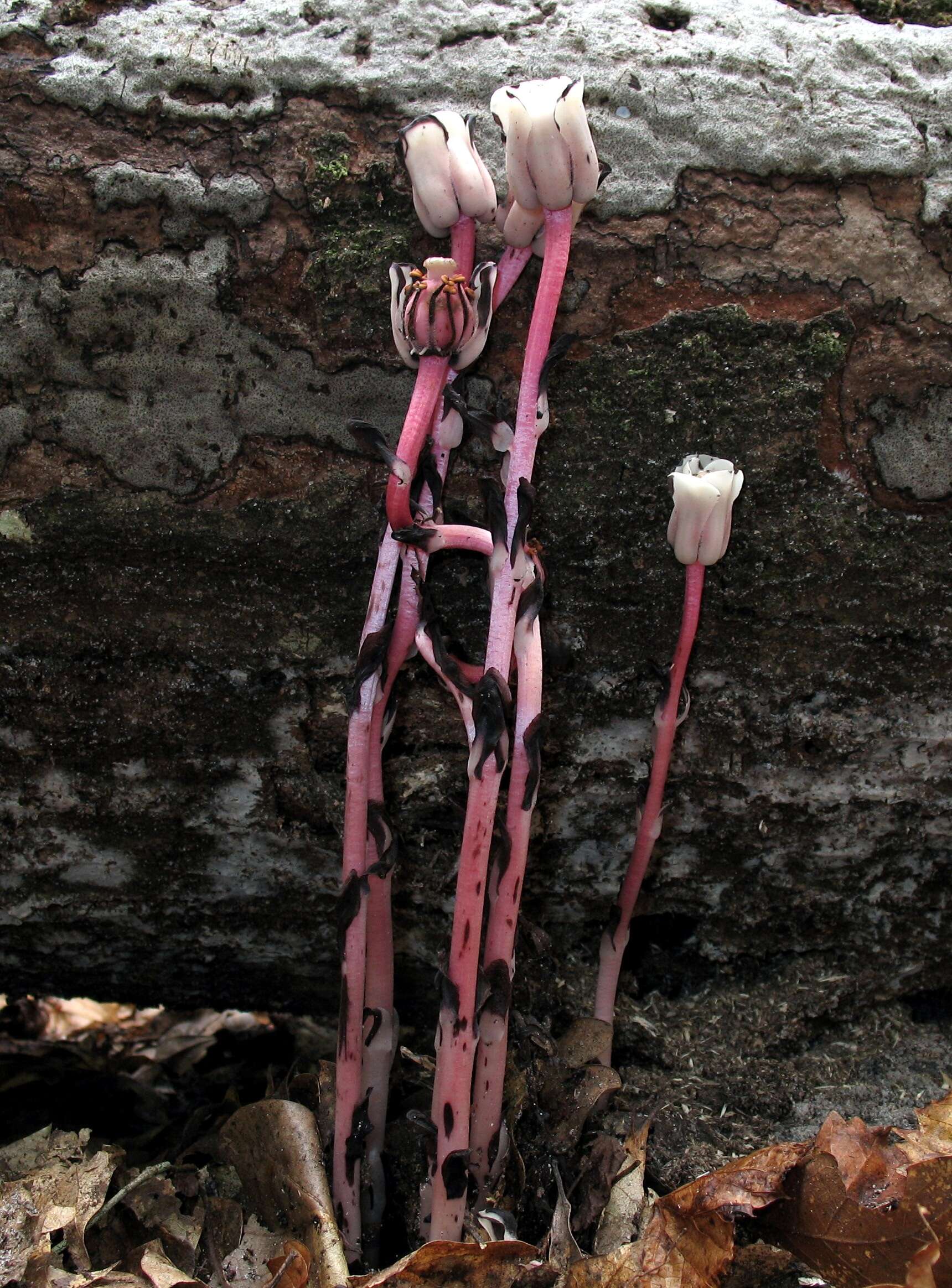 Image of Indian Pipe