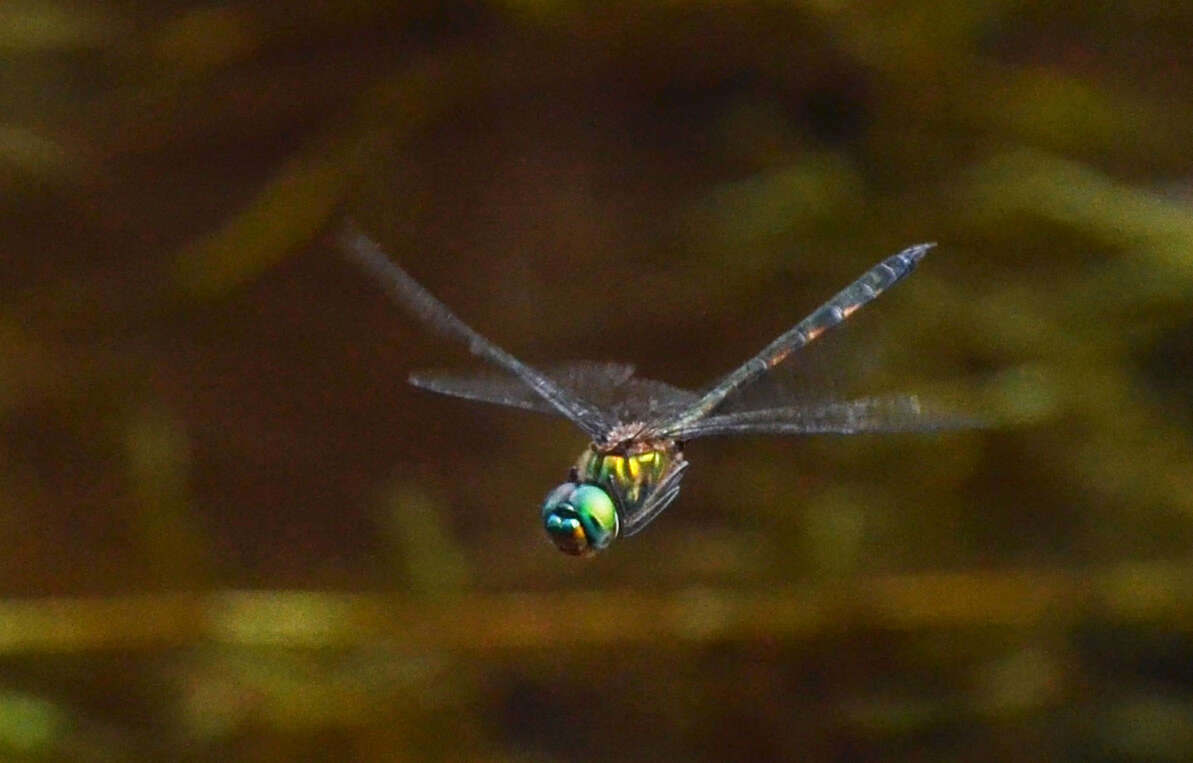 Image of Hemicordulia asiatica Selys 1878