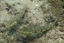 Image of Long-finned goby