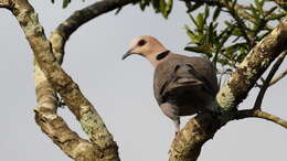 Image of Red-eyed Dove