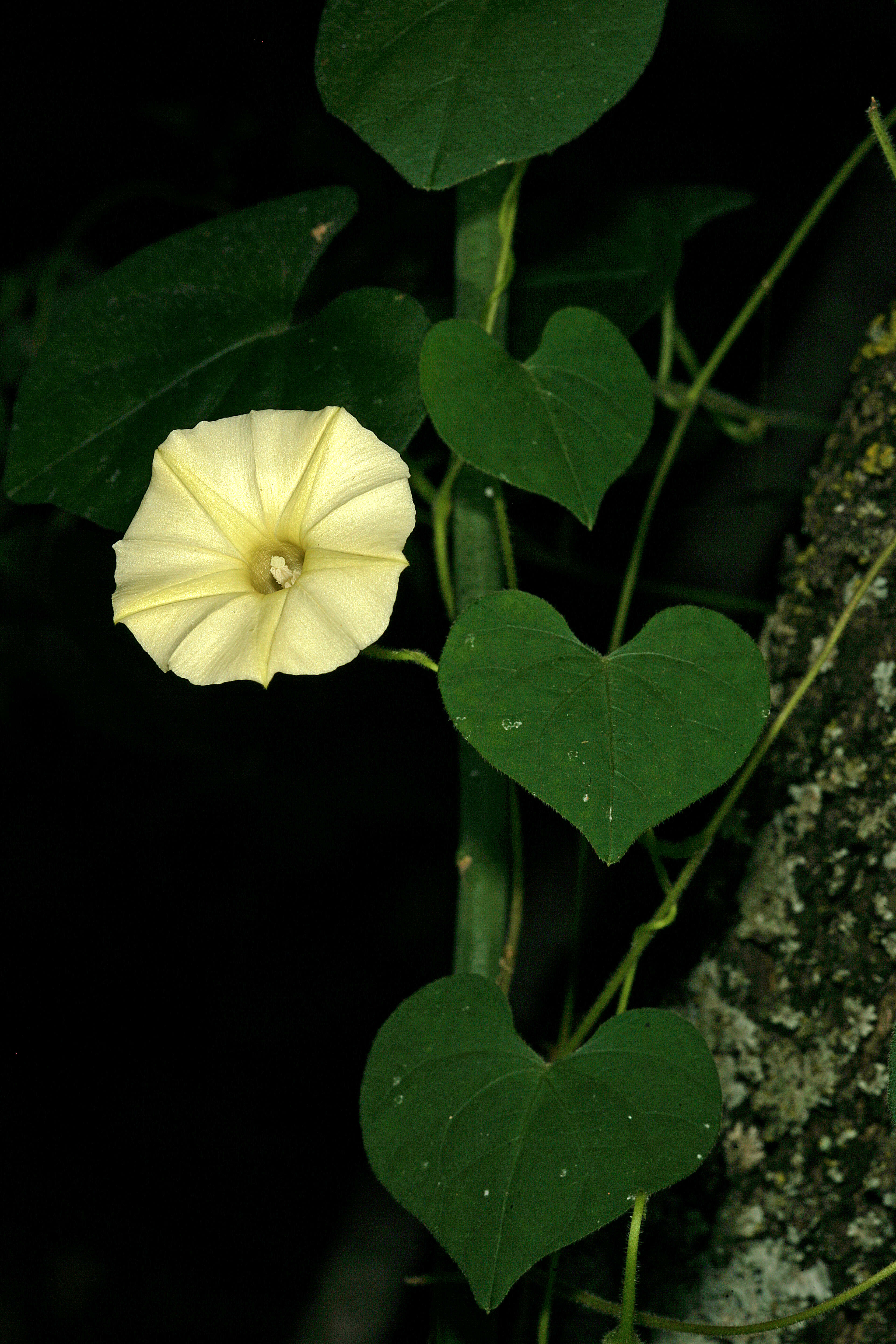 Image of Obscure Morning Glory