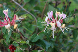 Image of Italian Honeysuckle