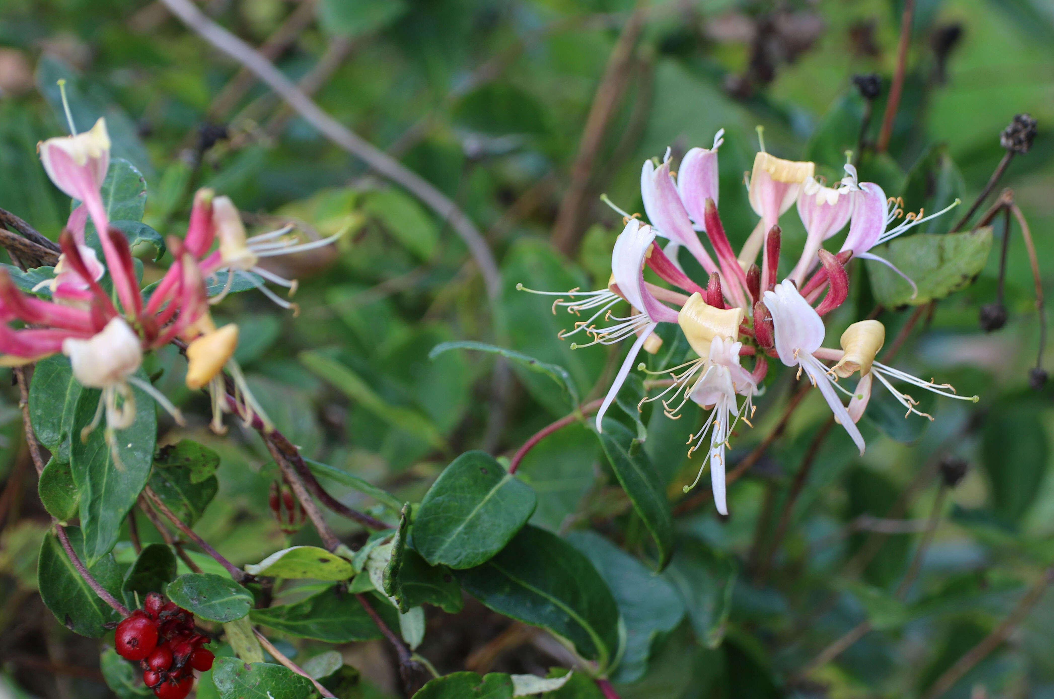 Image of Italian Honeysuckle