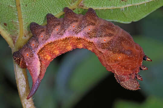 Image of Virginia Creeper Sphinx