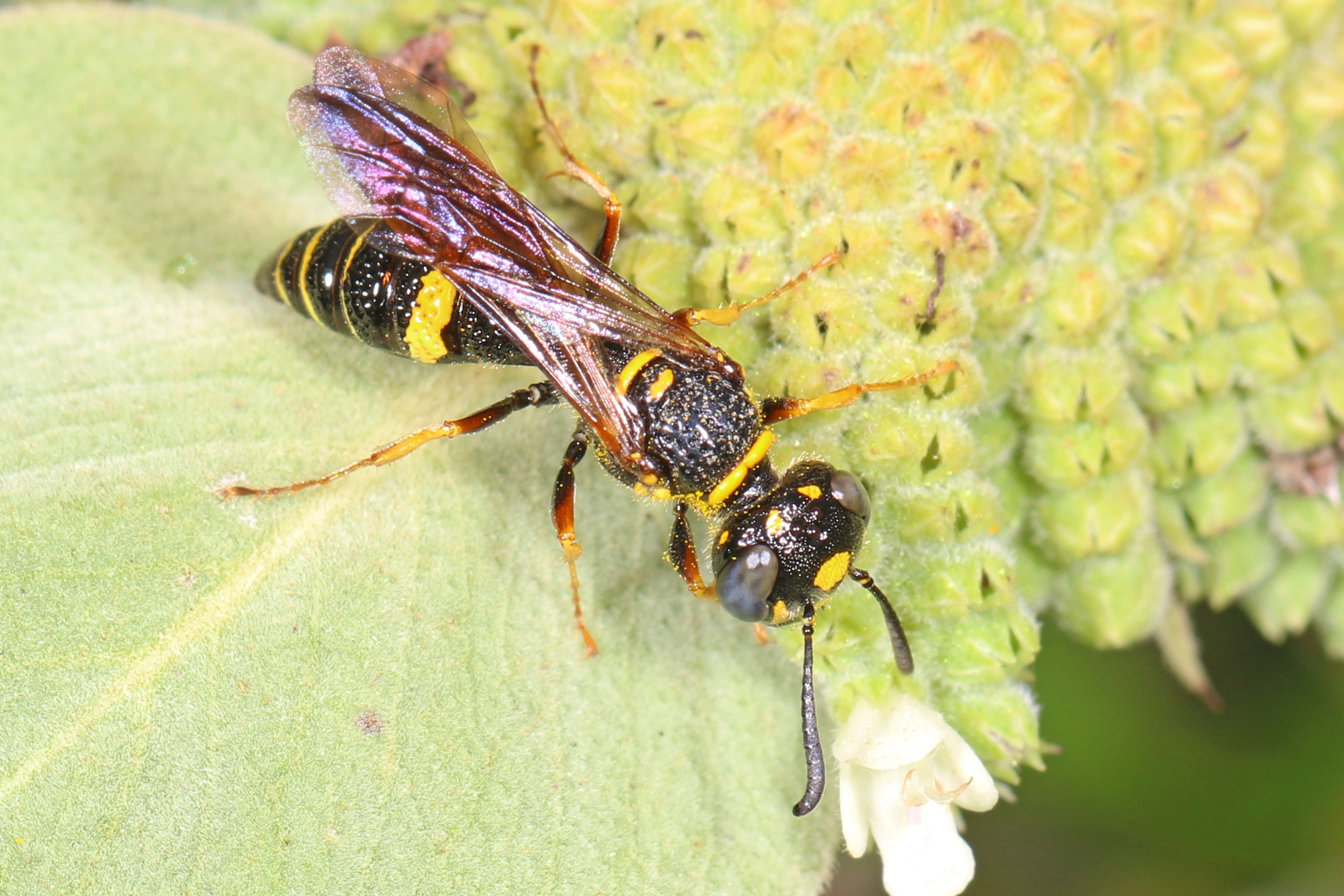 Image of Philanthus gibbosus (Fabricius 1775)