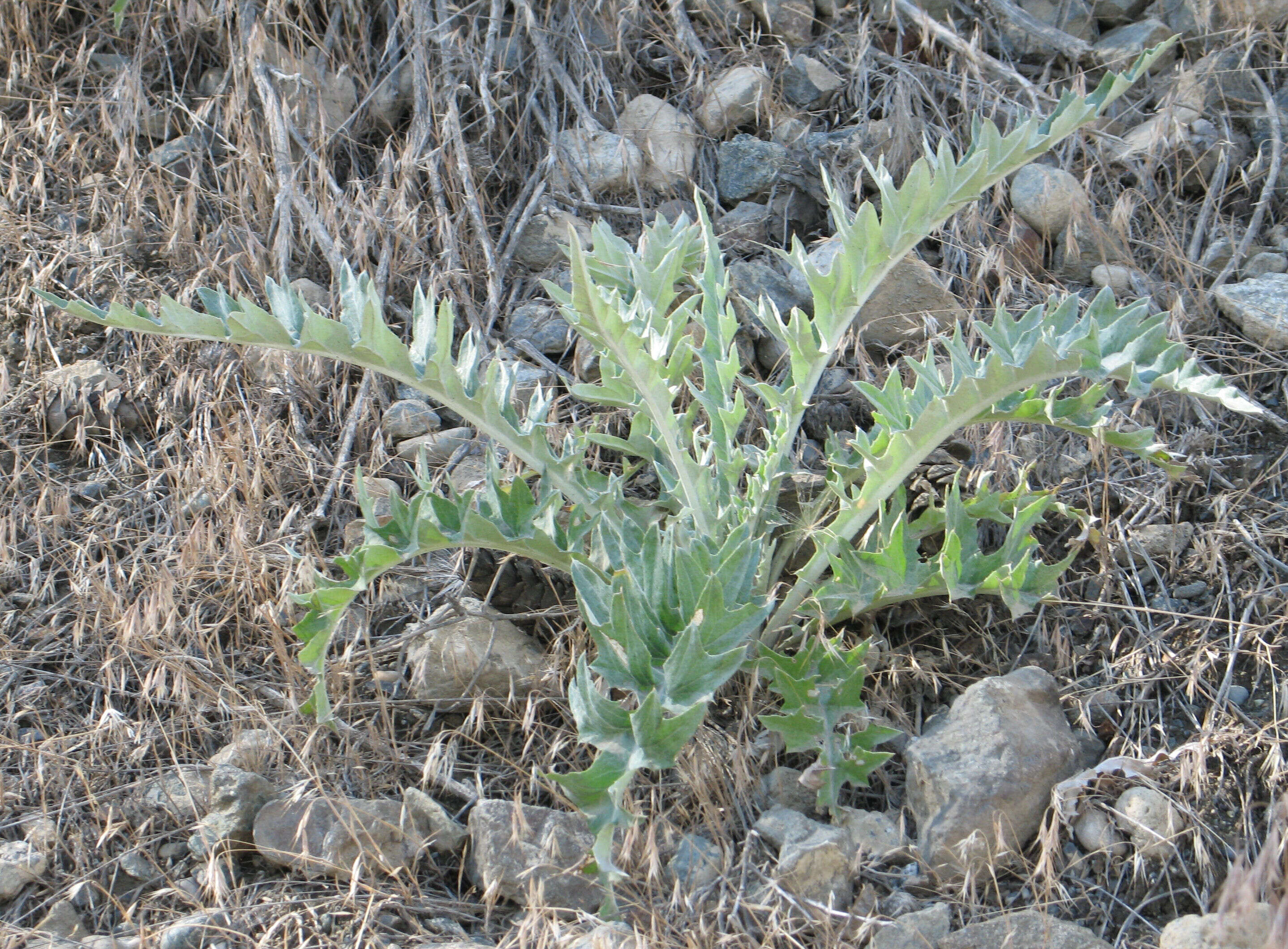 Image of wavyleaf thistle