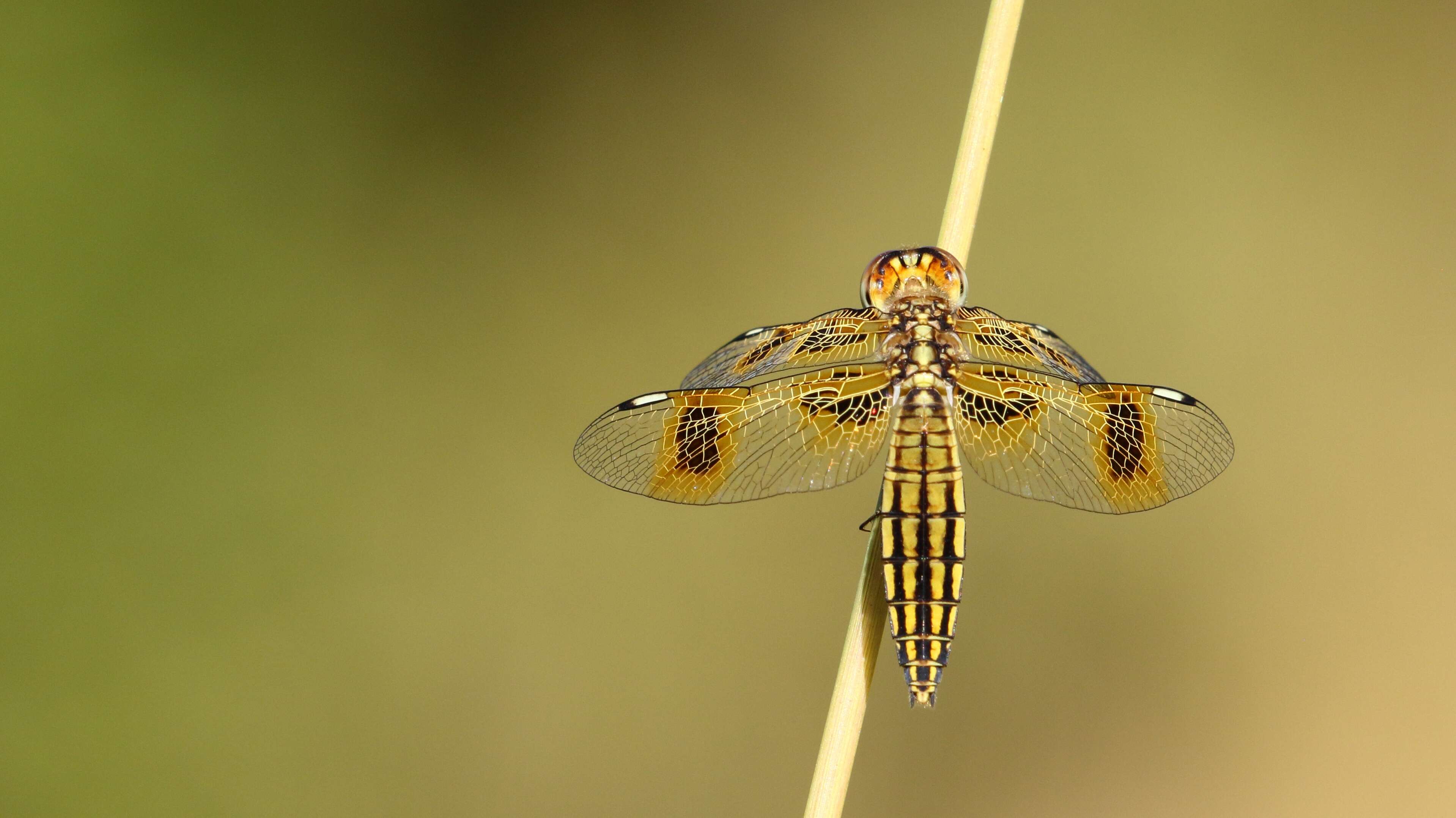 Image de Palpopleura jucunda Rambur 1842