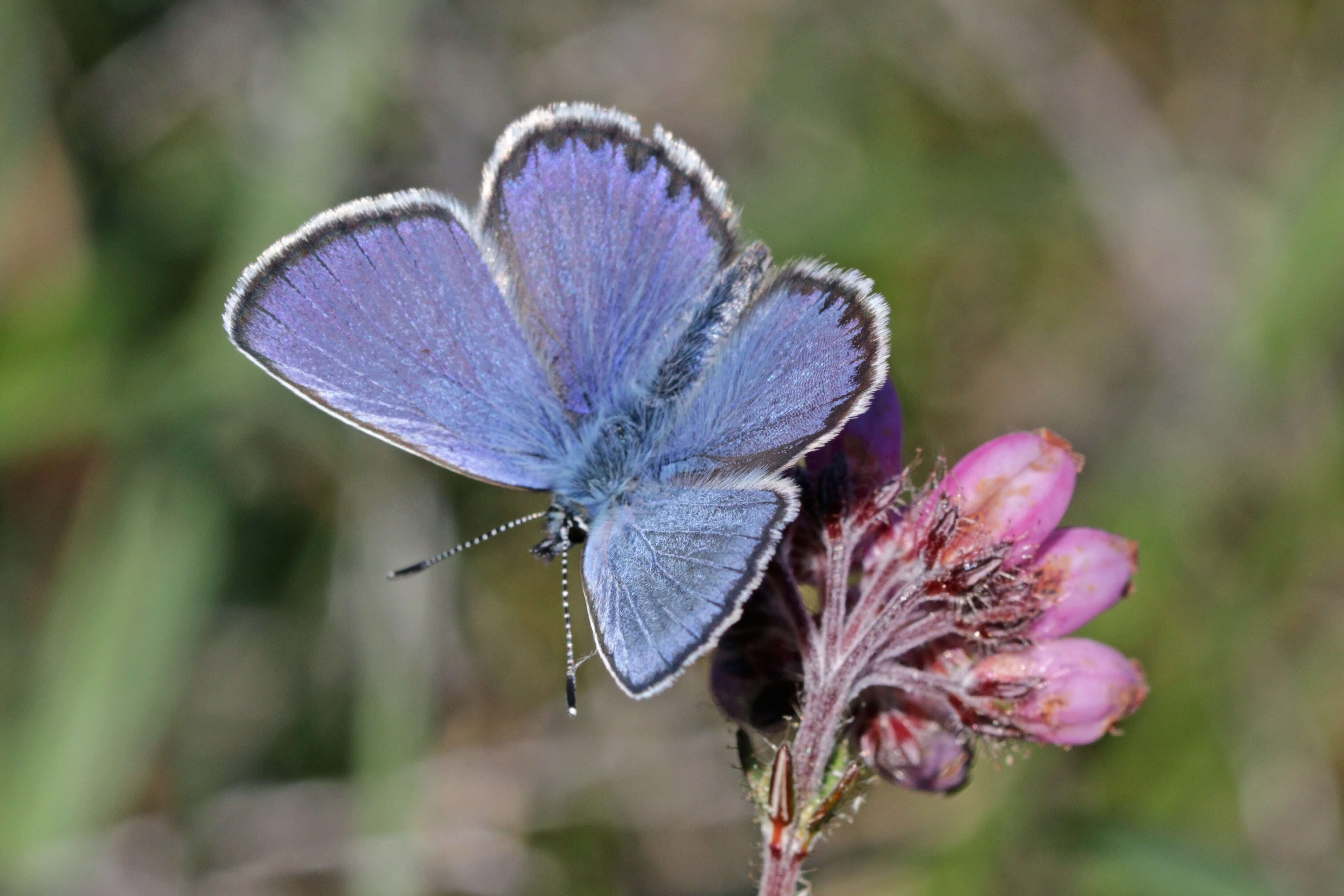 Image of Plebejus idas