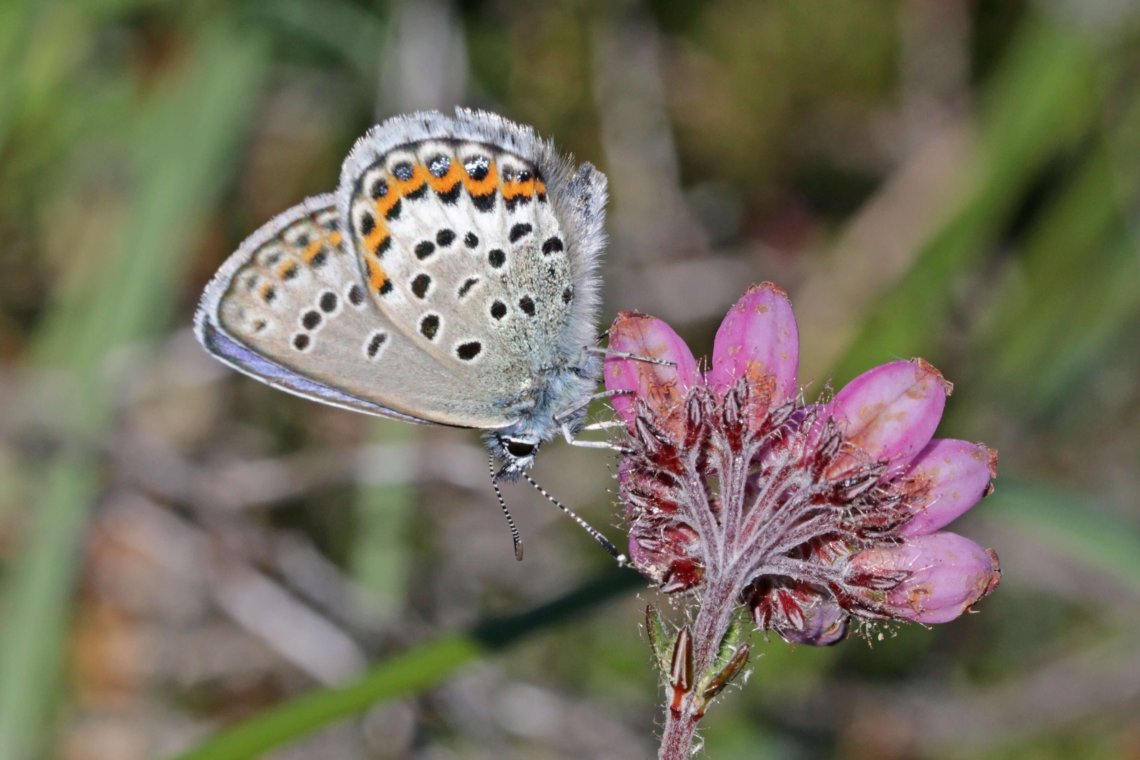 Image of Plebejus idas