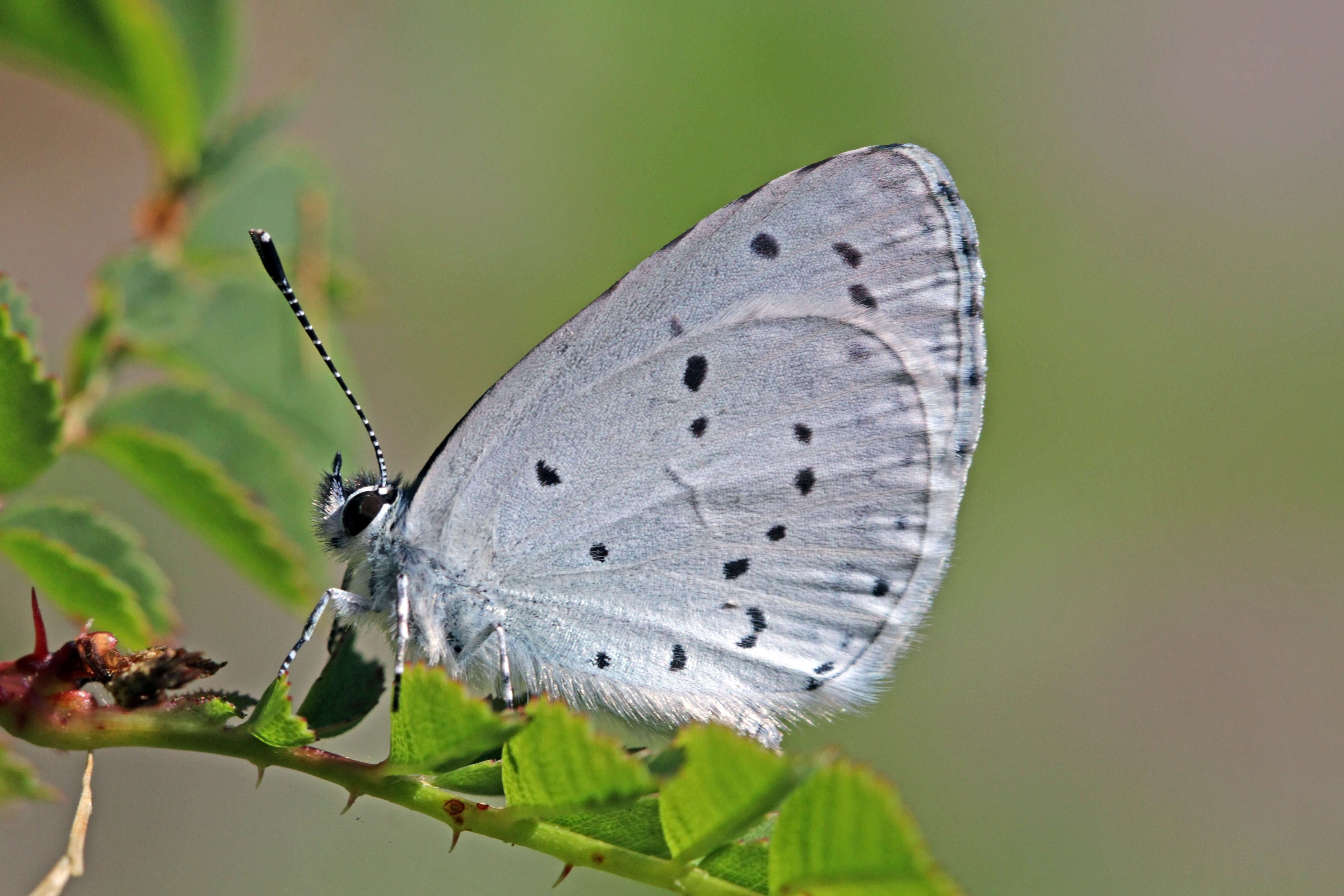 Image of holly blue