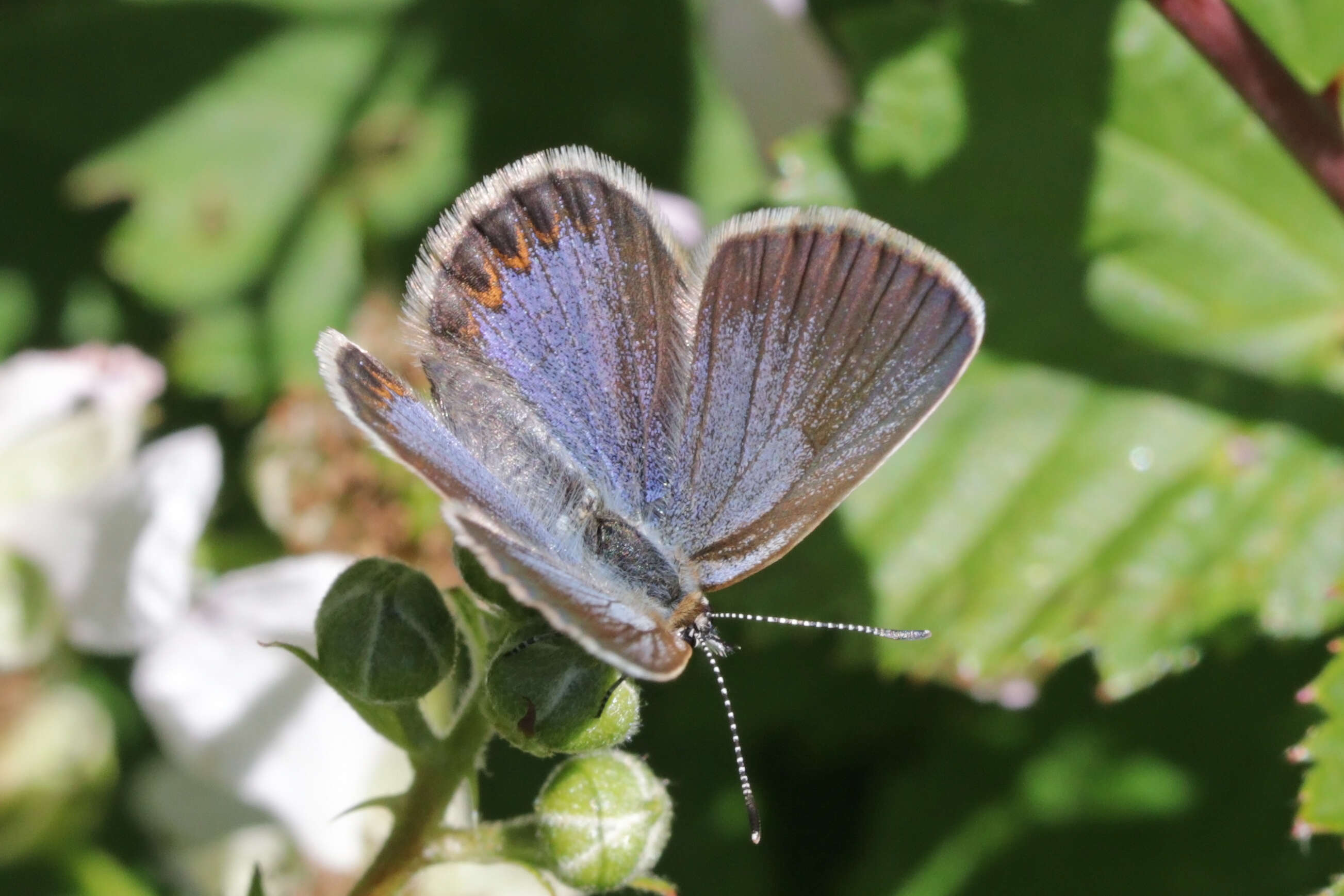 Image of Plebejus idas