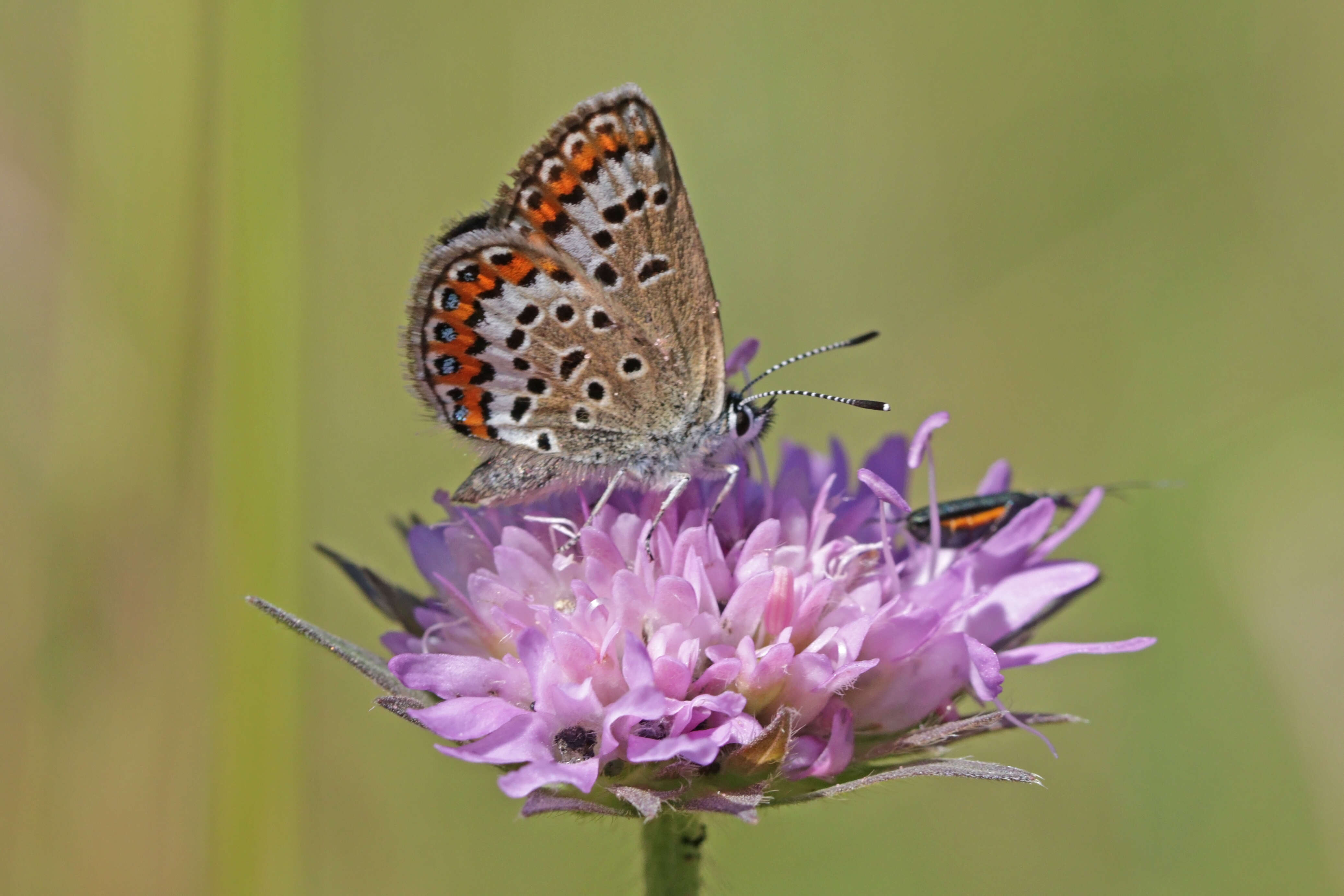 Image of Plebejus idas