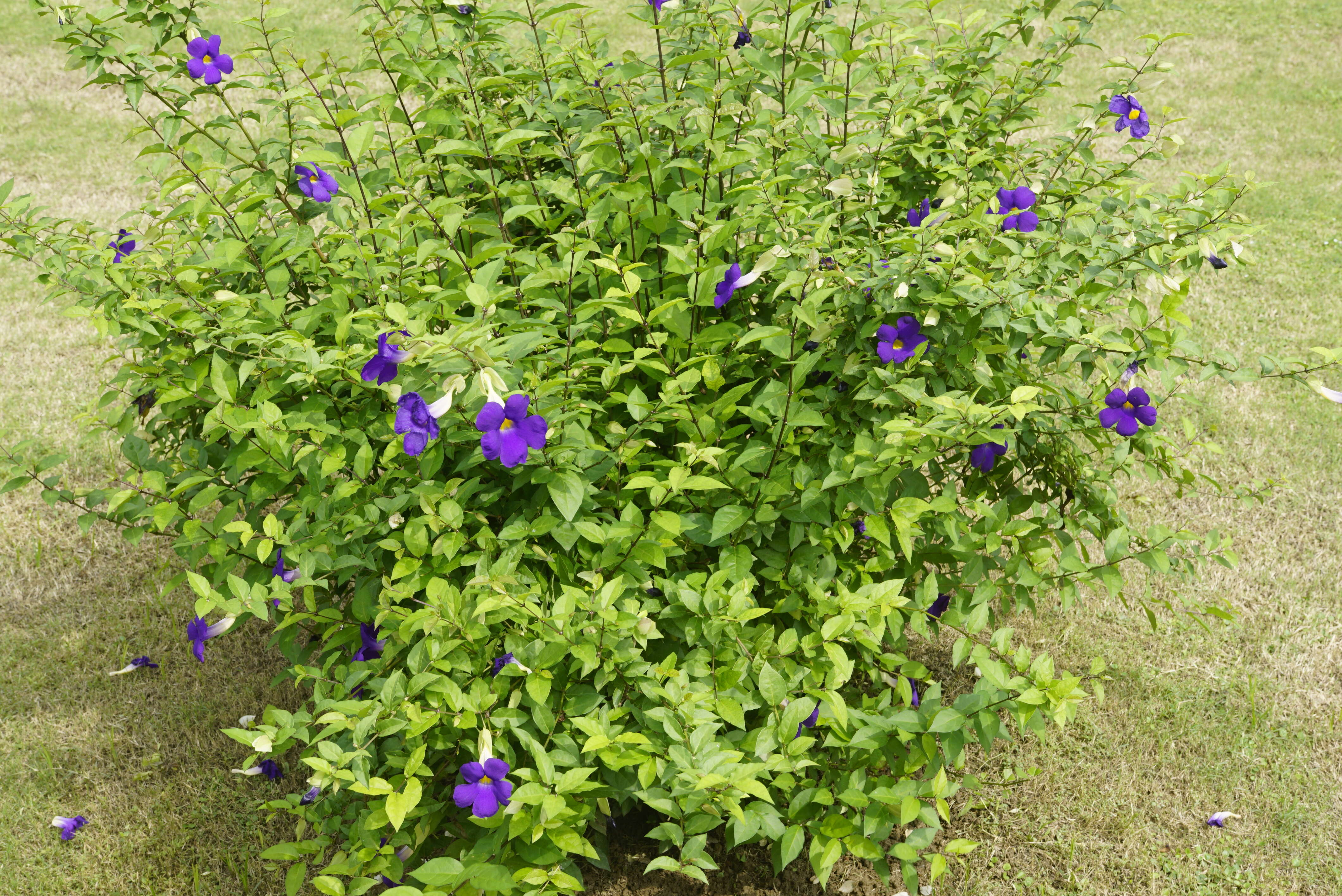 Image de Thunbergia erecta (Benth.) T. Anders.