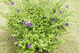 Image de Thunbergia erecta (Benth.) T. Anders.