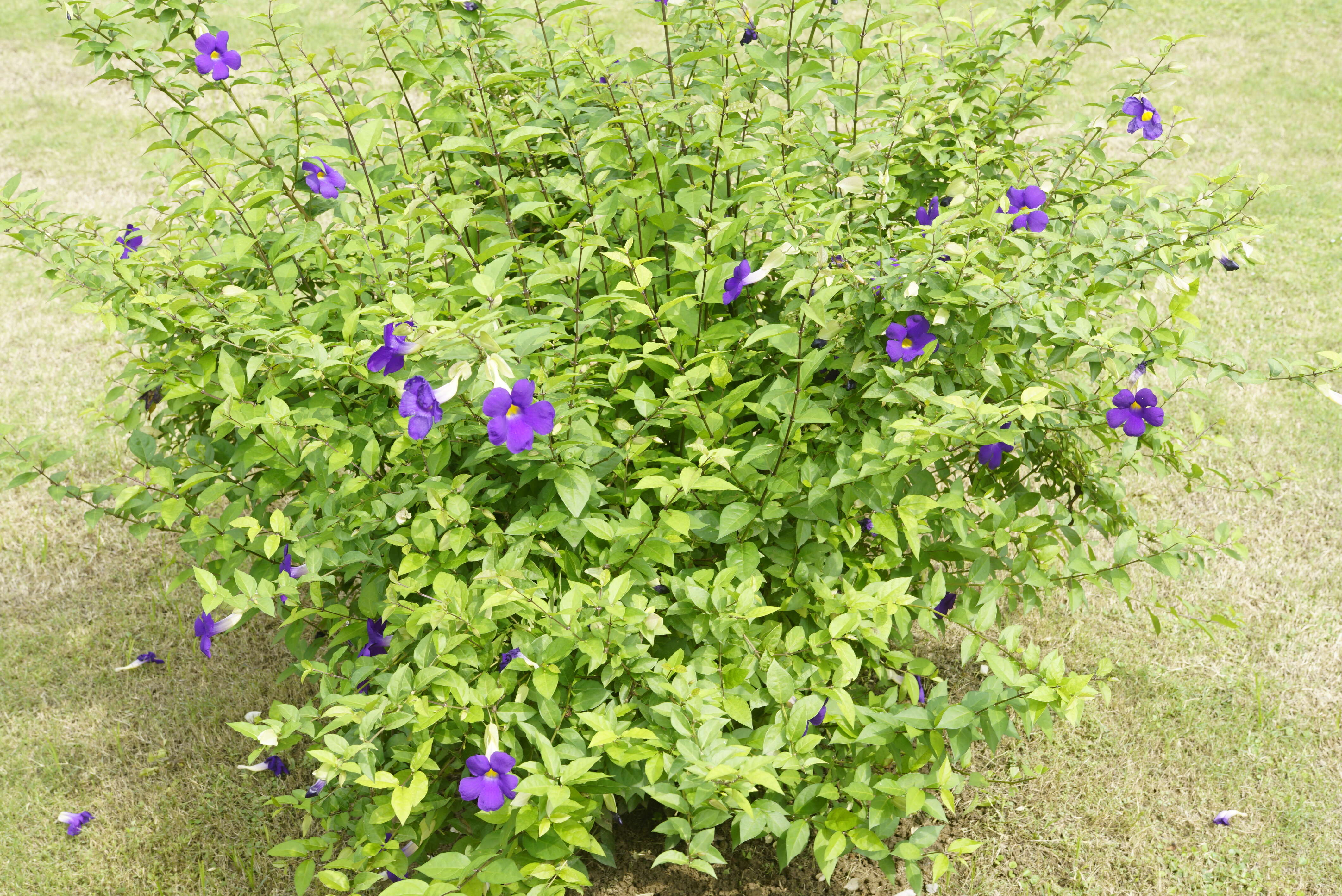 Image of bush clockvine