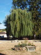 Image of Peking Willow