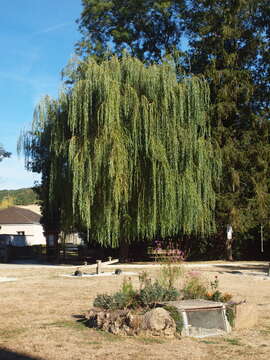 Image of Peking Willow