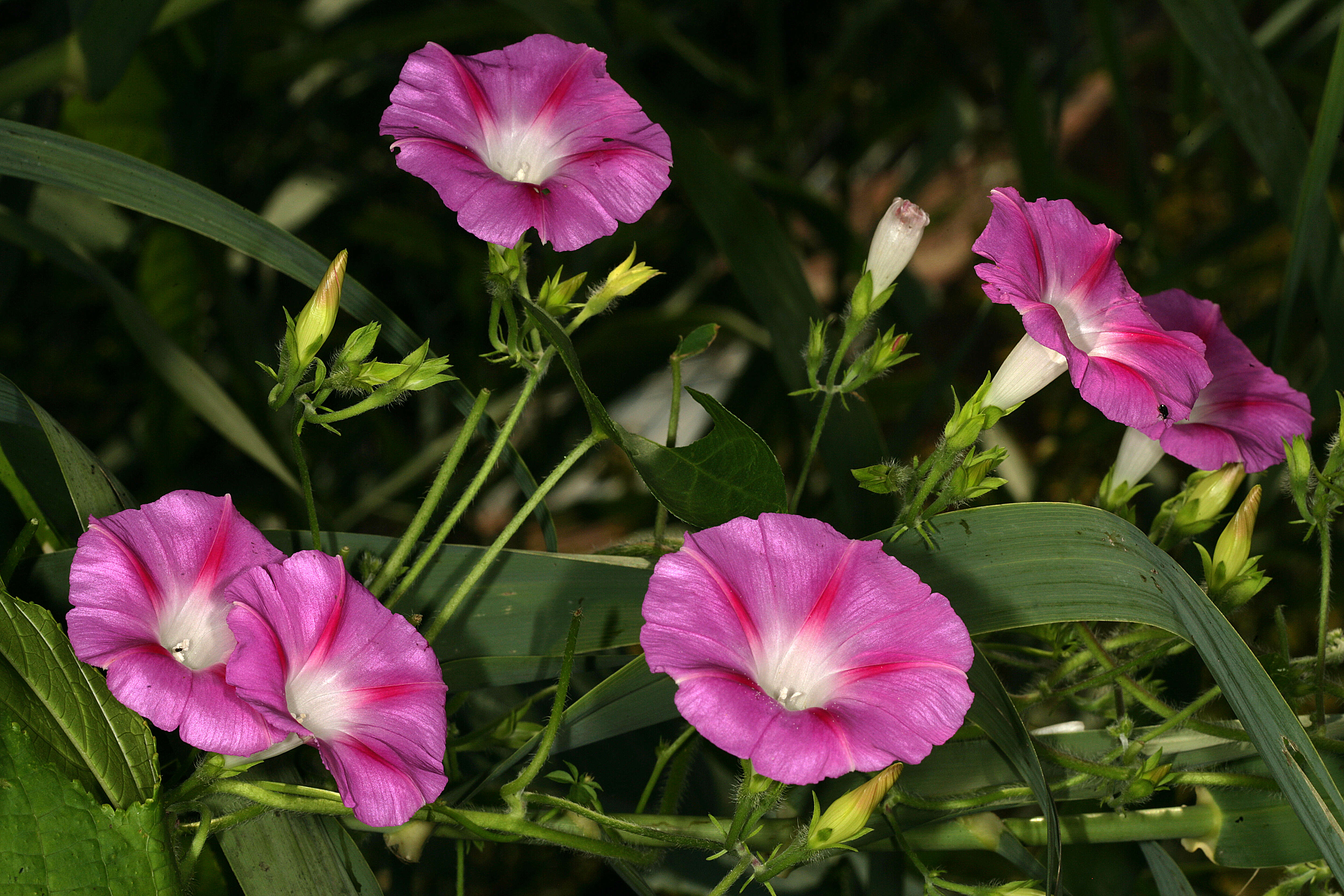 Image of tall morning-glory