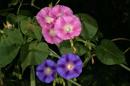 Image of tall morning-glory