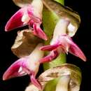 Image of Bulbophyllum cochleatum Lindl.