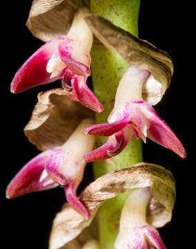 Image of Bulbophyllum cochleatum Lindl.