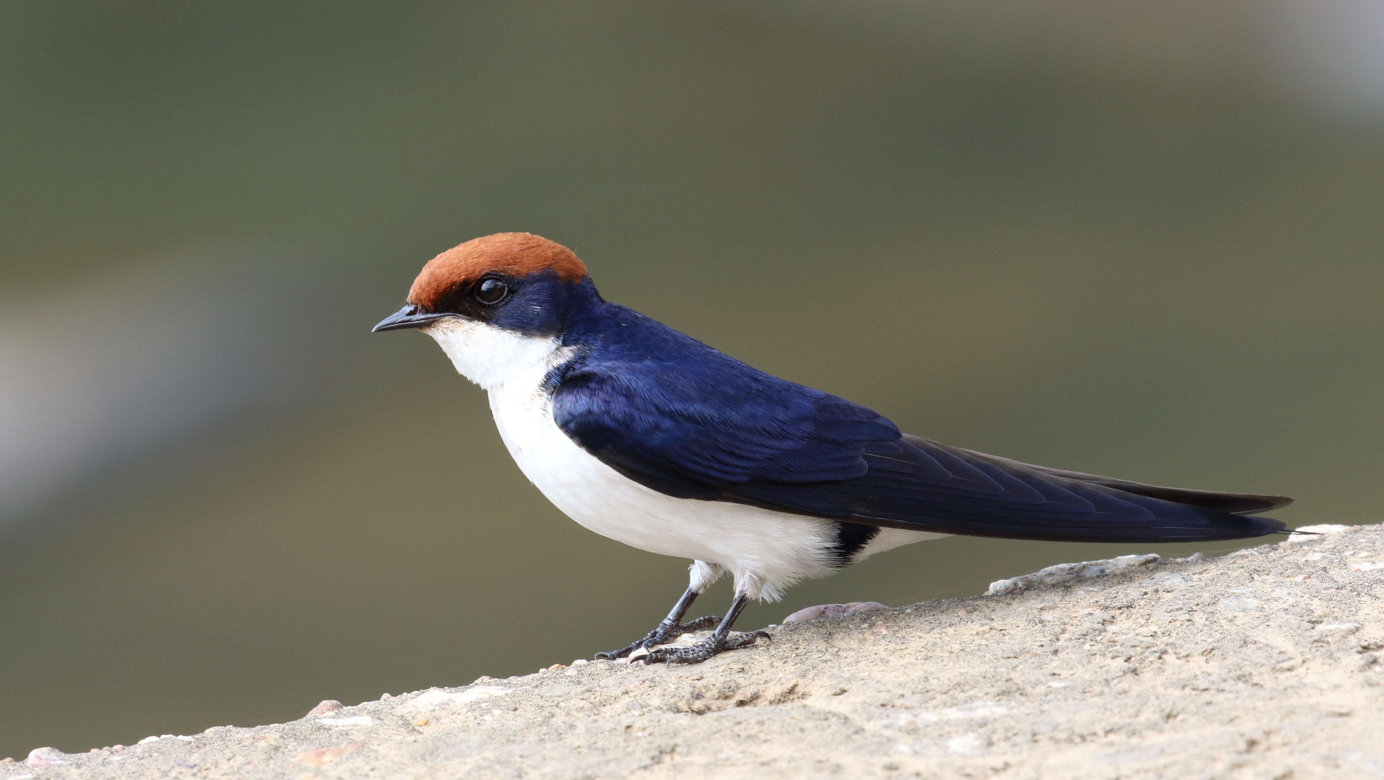 Hirundo smithii Leach 1818 resmi