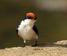 Hirundo smithii Leach 1818 resmi