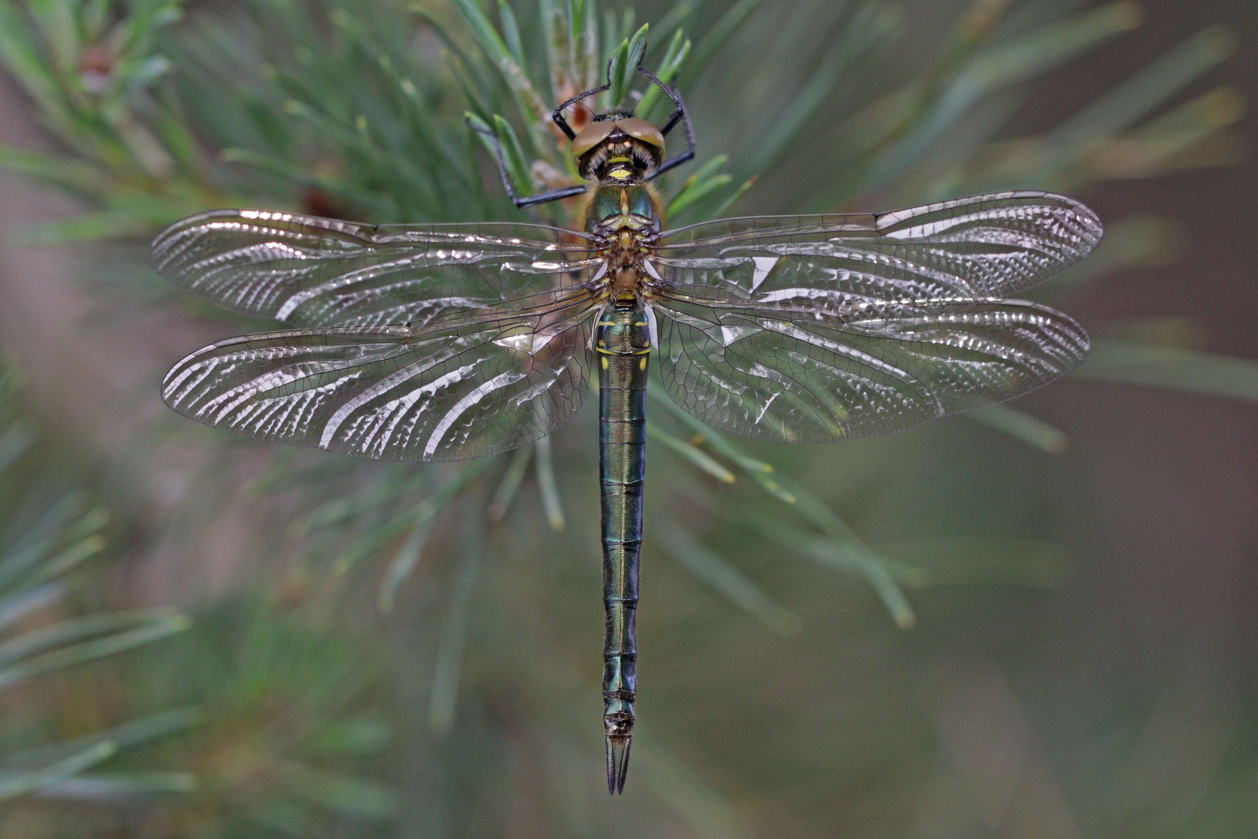 Image of Brilliant Emerald