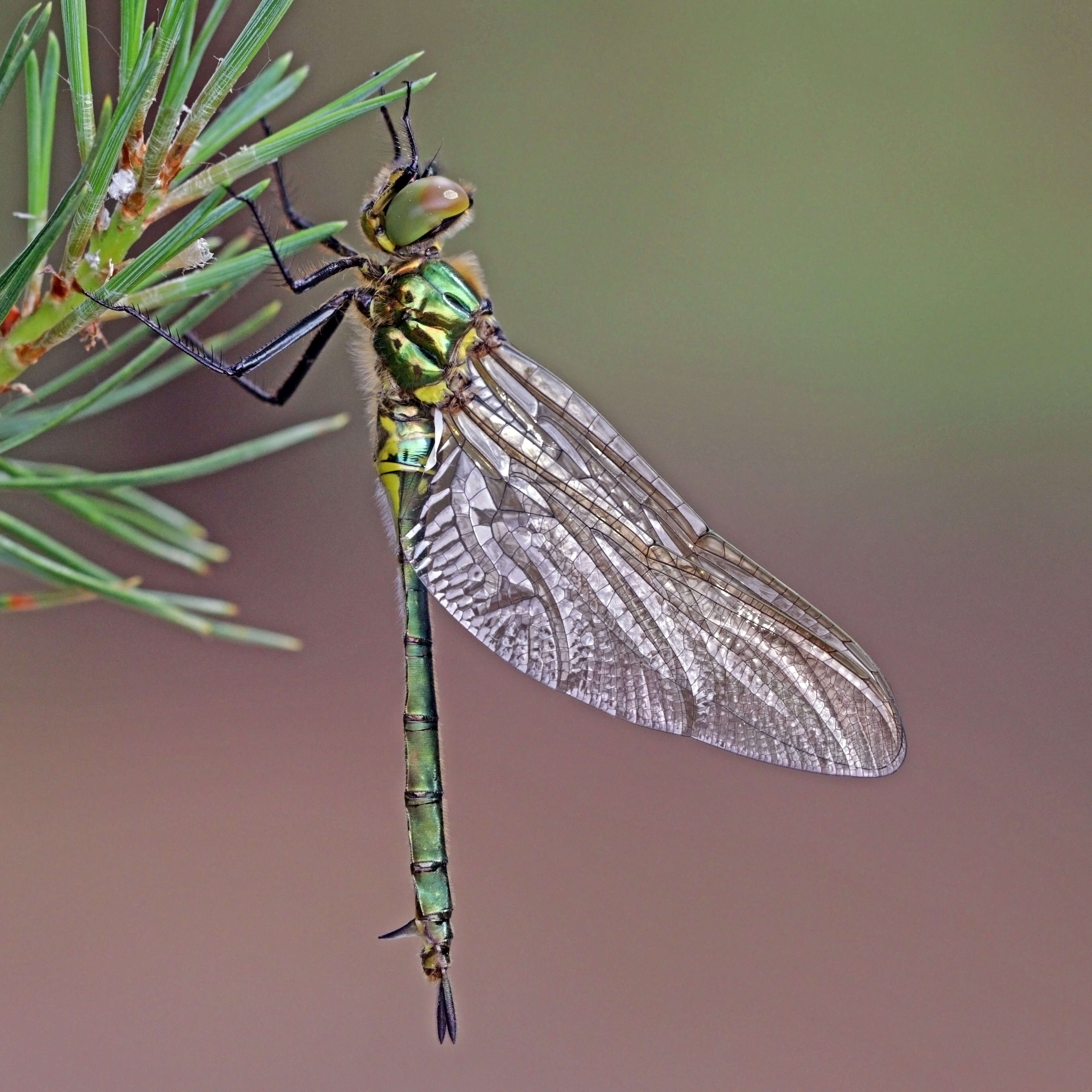 Image of Brilliant Emerald