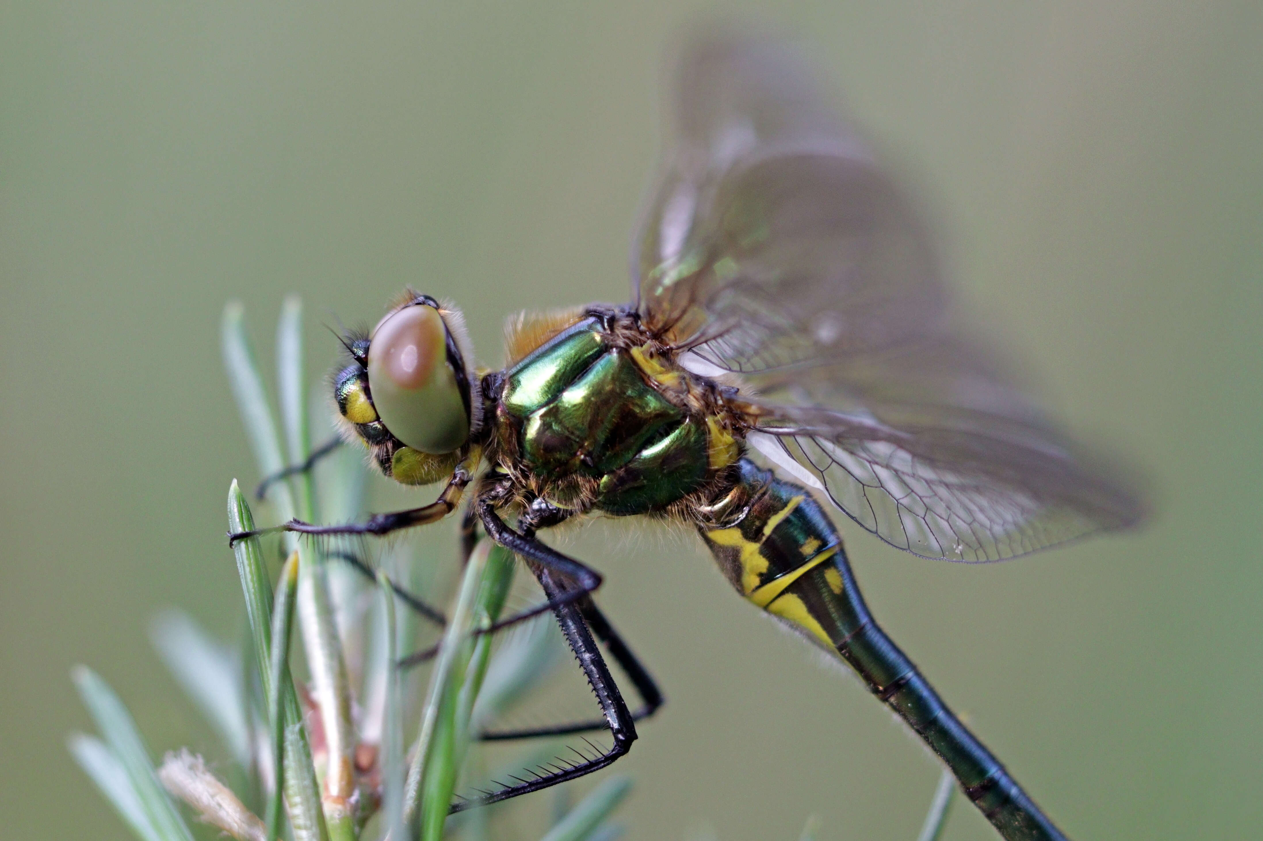 Imagem de Somatochlora metallica (Vander Linden 1825)