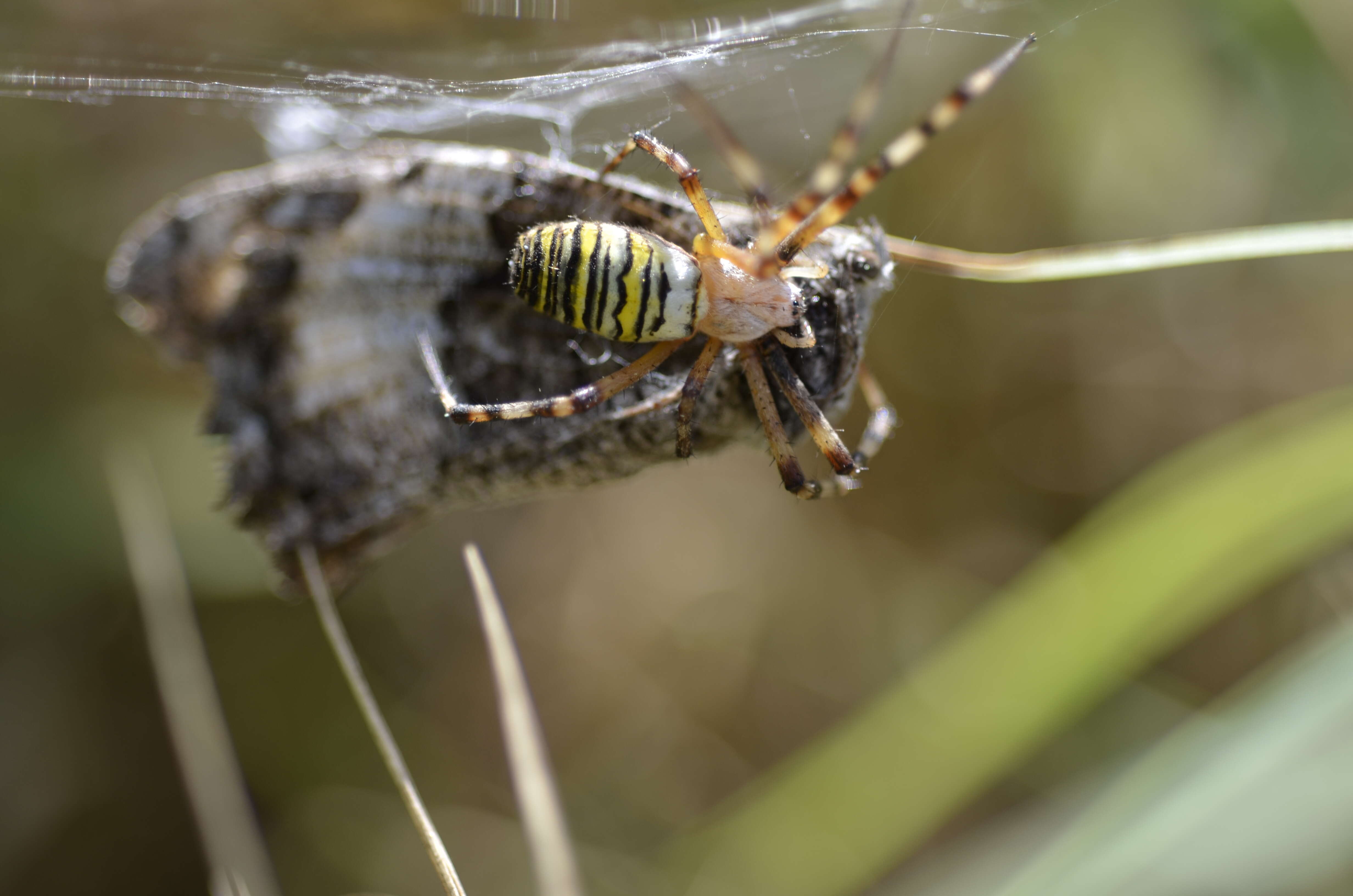 Image of Barbary Spider