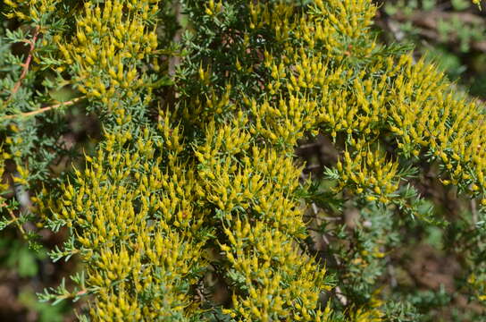 Image of Homoranthus prolixus L. A. Craven & S. R. Jones